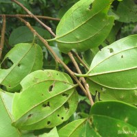 Celtis timorensis Span.